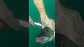 EPIC Catch and cook Pike FIsh