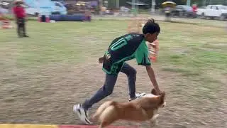DOG AGILITY - Welsh Corgi