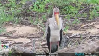 St Lucia Experience - 18 January 2026 - Citizen Science 