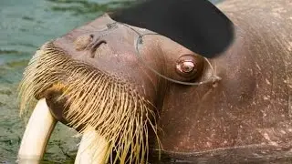 25 Popular Myths About Animals That You Probably Believe