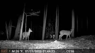 Cain cam 260121 E5S