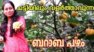 ഏറ്റവും എളുപ്പത്തിൽ ബറാബ പഴ ചെടി വളർത്താം Baraba Fruit Plants Sweet Lemon Drop Mangosteen