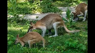 Agile Wallabies, are fascinating creatures native to Australia #wildlife
