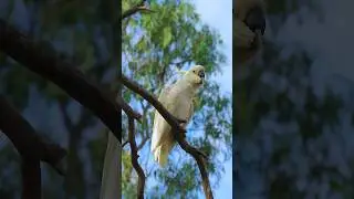 Cockatoo call #shorts #birds #wildlife
