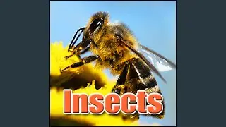 Jungle, Day - Daytime Jungle Ambience: Heavy Insects, Birds Forests, Jungles & Swamps