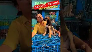 Galiff Street Pet Market। Dog Market #shorts #Dog #petmarket #galiffstreet