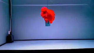 6 Super Red Monkey Flowerhorn Fish | Rarest Flowerhorn Cichlids