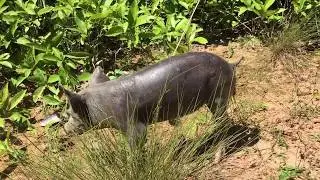 How To Make Wild Pig Trap By Smart Man