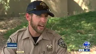 Rescue of moose calf and death of its mother 'avoidable,' Colorado Parks and Wildlife says