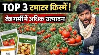 TOP 3 टमाटर किस्में | तेज़ गर्मी में भी बंपर उत्पादन 🍅#tomatofarming #टमाटरकीखेती