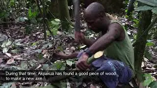 A collect of wild honey from stingless bees (meliponines) by the Baka (Cameroon, may 2014)