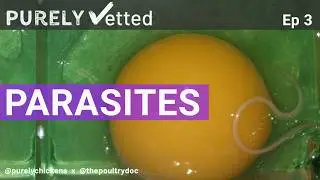 The Poultry Doc & Purely Chickens break down parasites. What to treat with, when and how.
