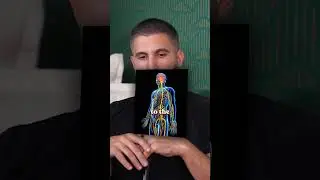 Кошачьи паразиты у людей?