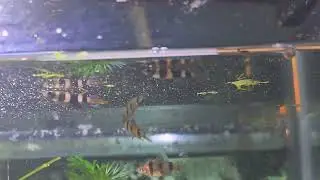 Foxie and Peplins auction clown or rocket killifish banded panchax (Epiplatys annulatus) 1 pair