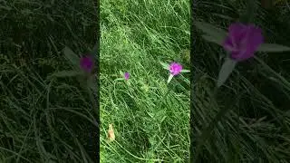 Kornrade (stark giftig, bienenfreundlich) am 28.08.2024