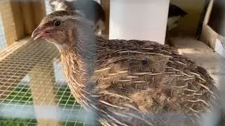 Cinnamon, a coturnix quail  001