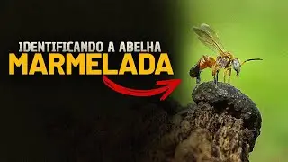 Aprenda a IDENTIFICAR a ABELHA MARMELADA