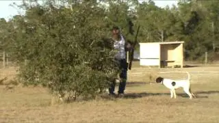 Dallas - Shorthair English Pointer