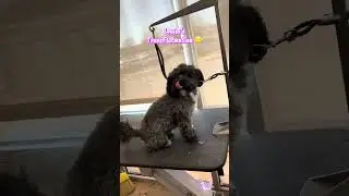 #doggroomer #doggroominglife #youtubeshorts #grooming #pets #doggieshorts #subscribe #foryou #like