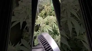 End of Wk8 Fastbuds Photo Run end of week 8