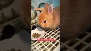 Bunny ASMR 🐰 Eating mode ✅ #rabbit#asmr #cute #cuteanimal#animals #asmrsounds#shortvideo#shorts#pets