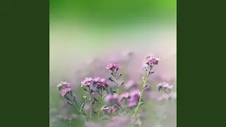 Kronika obrazkowa