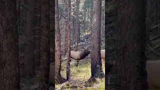 The Rut is on #shorts #elk