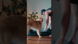 一起來開箱看看【 EZYDOG 二合一Smart恆溫記憶寵物床】吧～ #doglife #puppy #ezydog #寵物床 #狗床