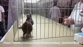 African Owl Final judging at the Saudi National Show 18/1/2024