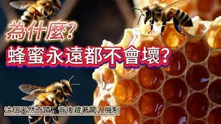 《蜂蜜為何永不腐敗？揭開這個古老奇蹟背後的秘密》？