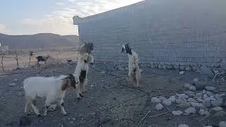 Early morning male goats fighting.