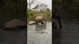 Elephant calf and bathing at Manas National Park, Assam, India