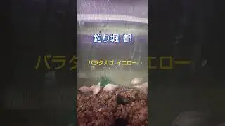 タナゴ紹介