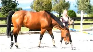 Nora Cipriani Natural Horsemanship Demo