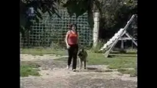 MRAZOVAC K9 Personal Protection Dogs - Level 3 Protection Dogs for Sale