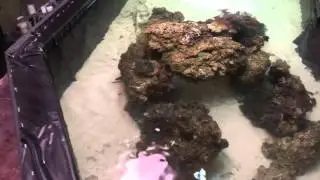 My DIY saltwater lagoon build in our basement