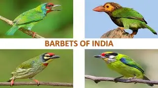 Барбеты Индии 🇮🇳 | Птицы | Индийские птицы