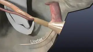 Virtual Chicken: The Cloaca