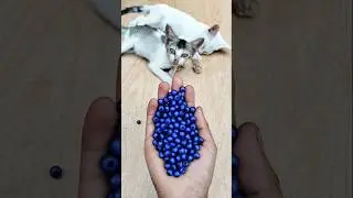 😹 Funny Cat Reverse Magic ✨#shorts #cute #asmrshorts #adorablecat #satisfyingvideo