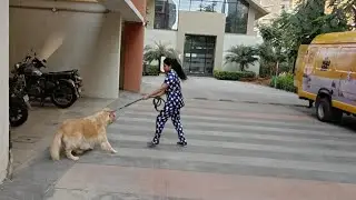 Golden Retrievers Vlog🐾| Dog Grooming Day vlogging Part 1| Aj hai mere babies  ke Grooming Vans Vlog
