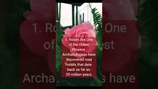 5 Amazing Facts About Rose - Amazing Roses Facts - Rose Facts #short