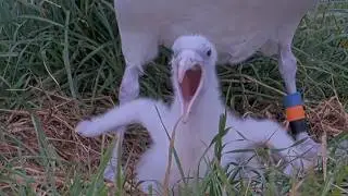 Yawn & Flappy Wing Nubs From Cute Northern Royal Albatross Chick | Feb. 11, 2026