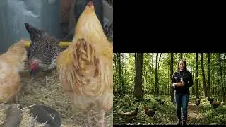 From Clucks to Consistency 