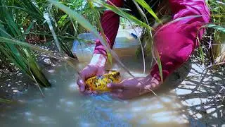 Catch KOi Fish by hand