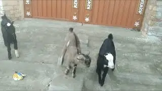 Cute Goats baby jumping funny goat baby sound animal crossing video 2025