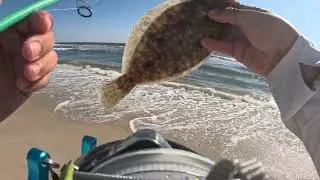 Fluke Fishing in low Tide. First Ever Stargazer