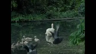 bybb