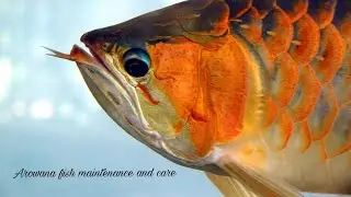 AROWANA FISH CARE AND MAINTENANCE I VY PET TAMIL I SUBSCRIBE MAKKALE 😊😊