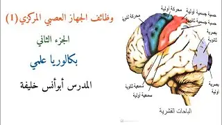 وظائف الجهاز العصبي المركزي (1) الجزء الثاني بكالوريا علمي