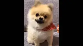 #shorts These dogs are ready for acting in Hollywood movies
